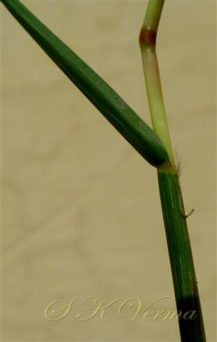  Leaf sheath and leaf blade